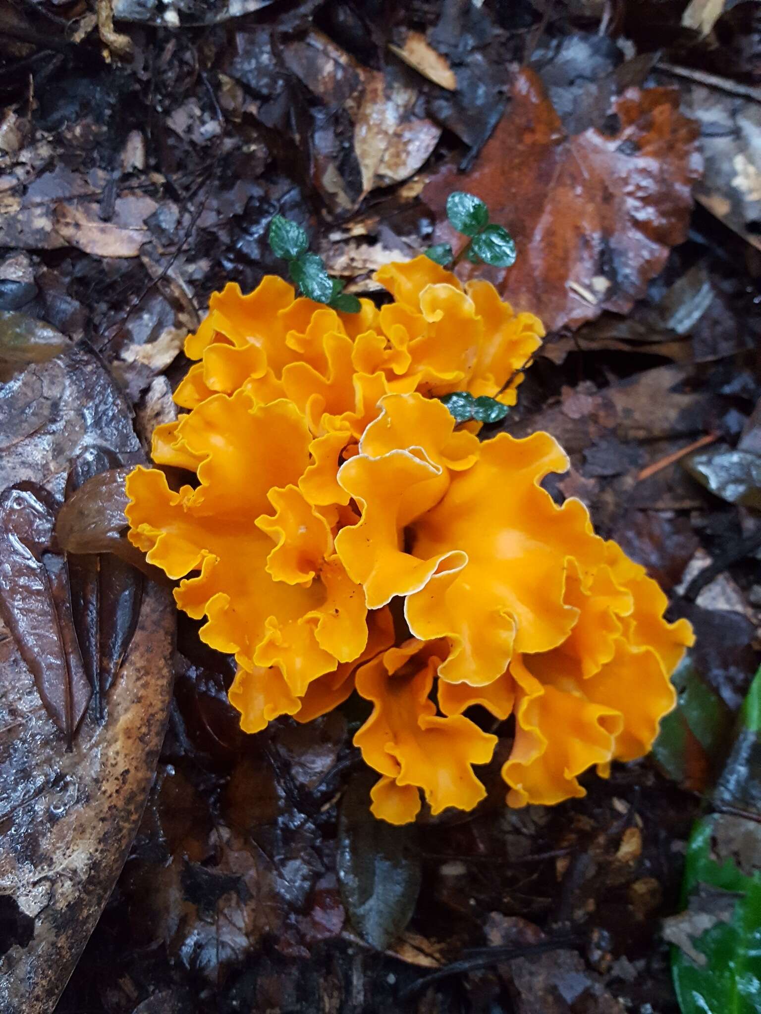 Image of Cantharellus odoratus (Schwein.) Fr. 1828