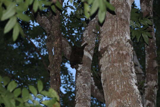 Image of Philippine Flying Lemurs