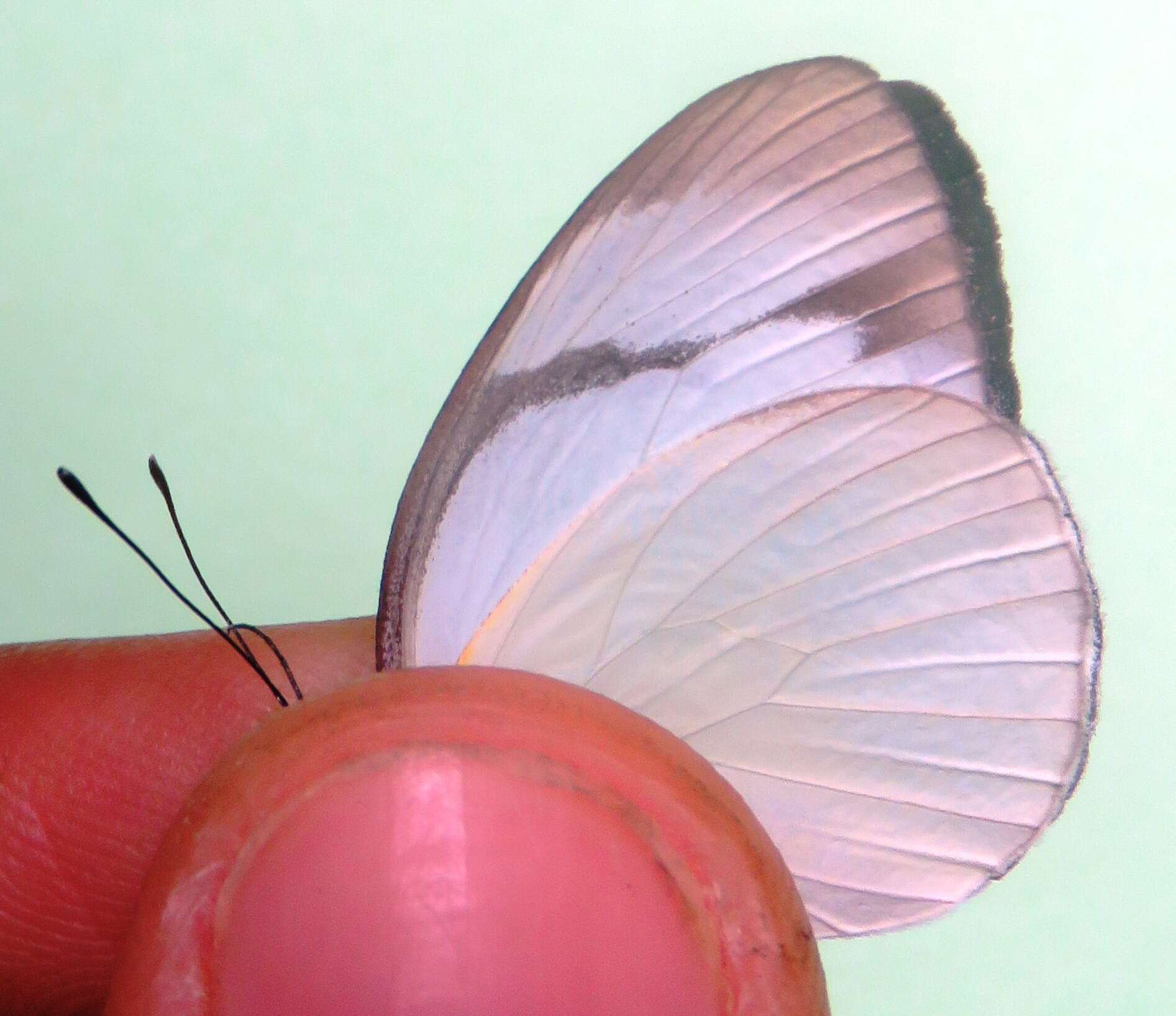 Image of <i>Itaballia demophile centralis</i>