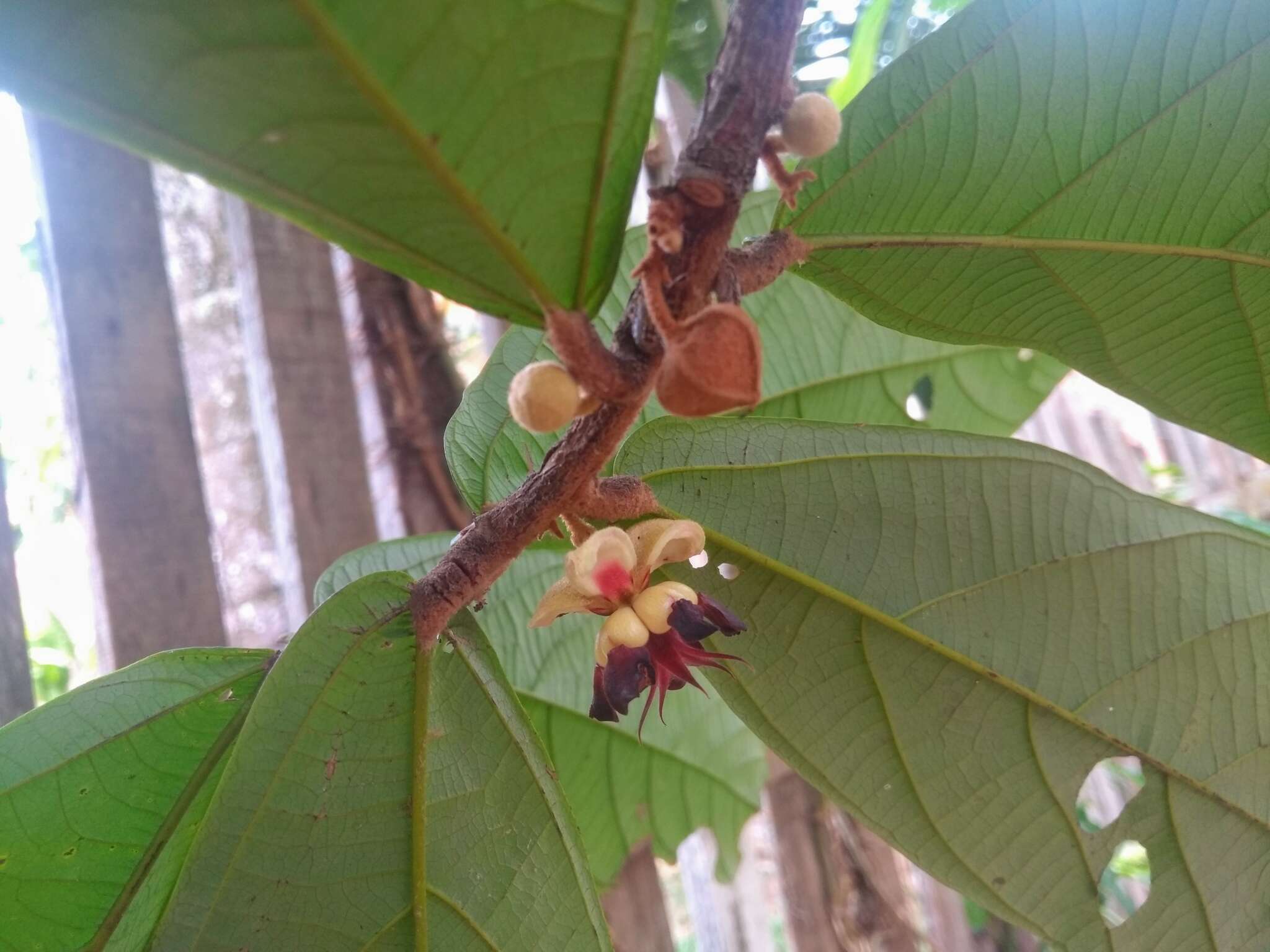 Image de Theobroma grandiflorum (Willd. ex Sprengel) Schumann