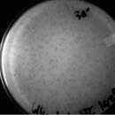 Image of Arthrobacter virus Trina