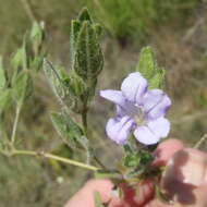 Plancia ëd Ruellia cordata Thunb.