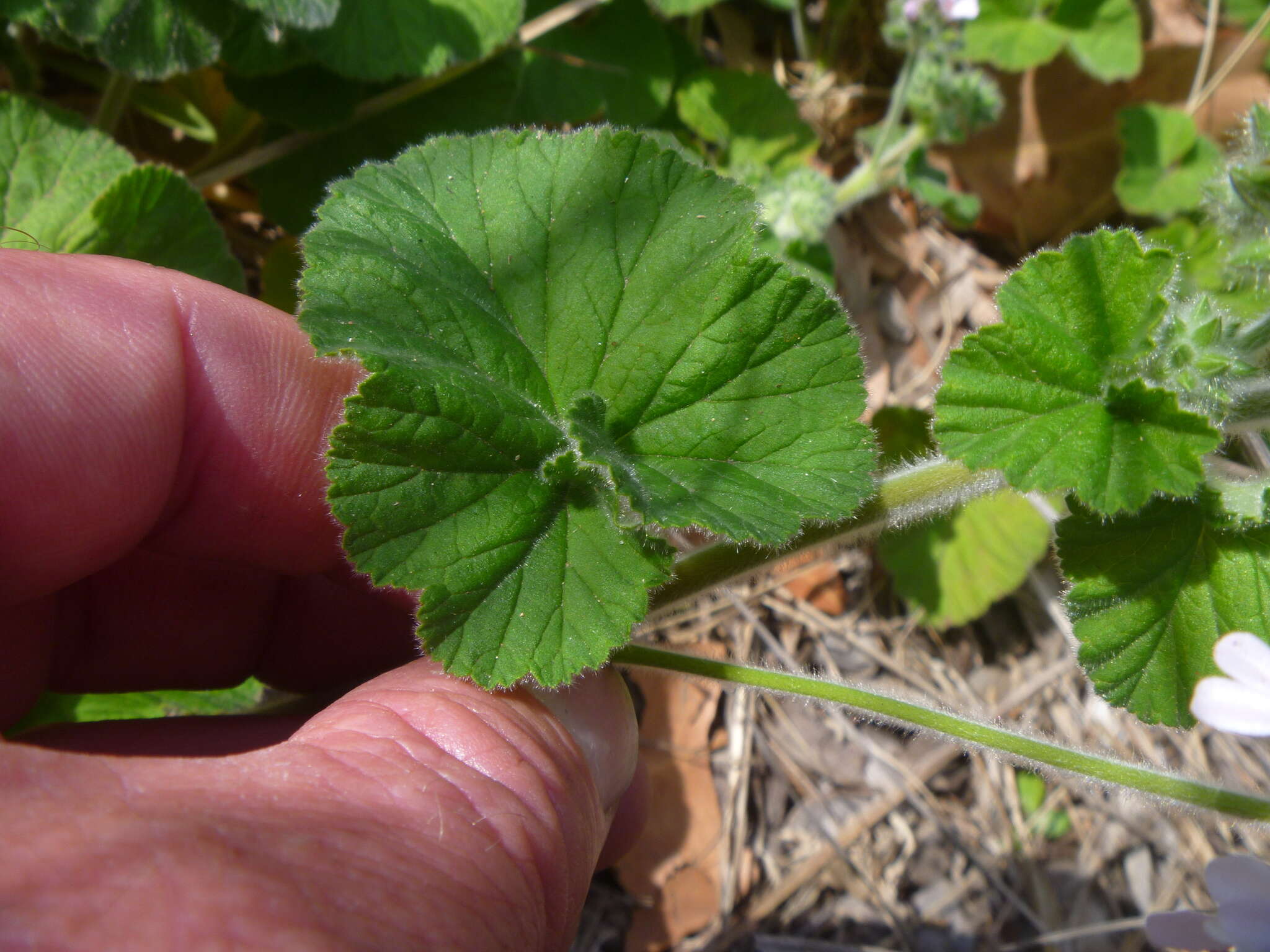 Слика од Pelargonium australe (Poir.) Jacq.