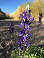 Imagem de Lupinus havardii S. Watson