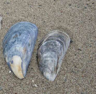 Image of Blue mussel