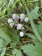 Imagem de Actaea rubra subsp. rubra