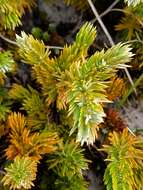 صورة Juniperus rigida subsp. conferta (Parl.) Kitam.