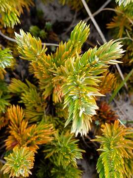 Image de Juniperus rigida subsp. conferta (Parl.) Kitam.