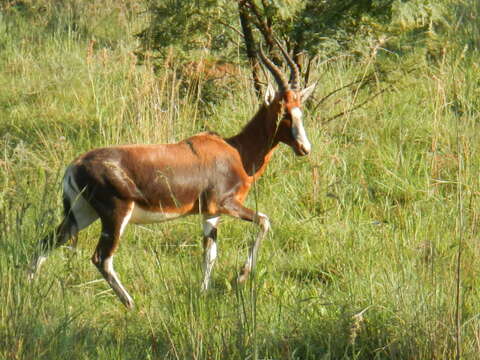 Image of Blesbok