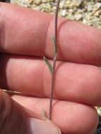 Image of Moapa bladderpod