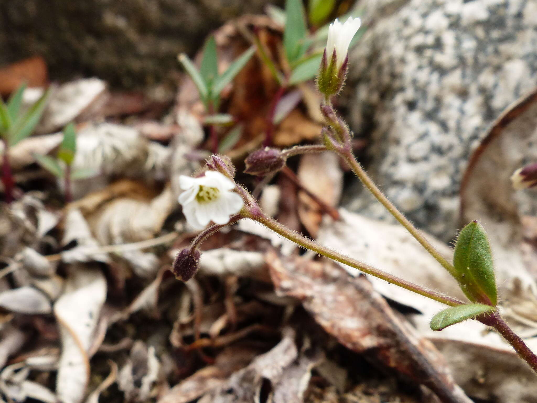 Imagem de Cerastium beeringianum Cham. & Schltdl.