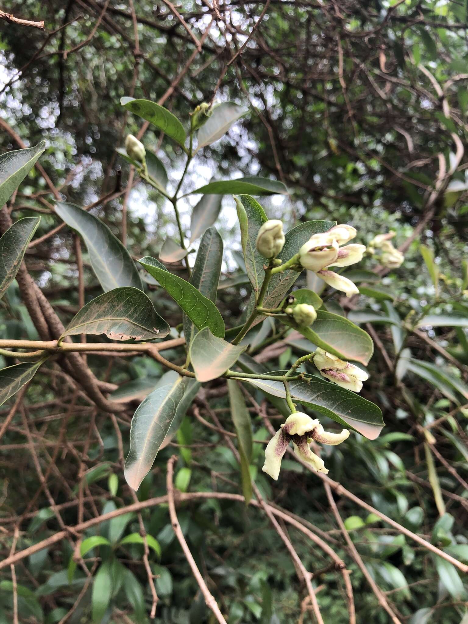 Image of Stomatostemma monteiroae (Oliv.) N. E. Br.