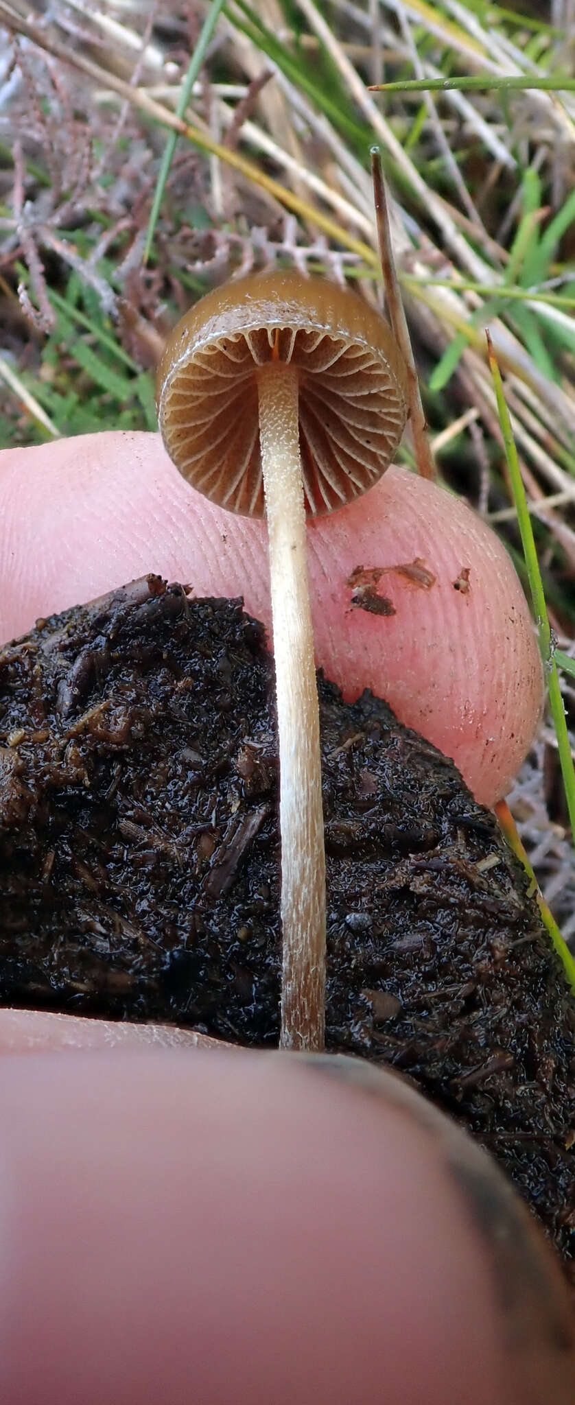 Image of Psilocybe alutacea Y. S. Chang & A. K. Mills 2006