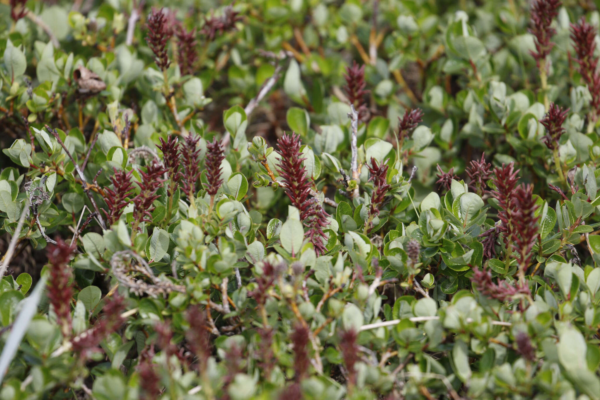 Image of Alaska bog willow