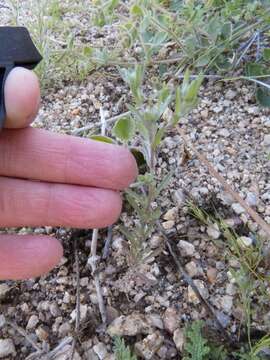 Image of California cottonrose