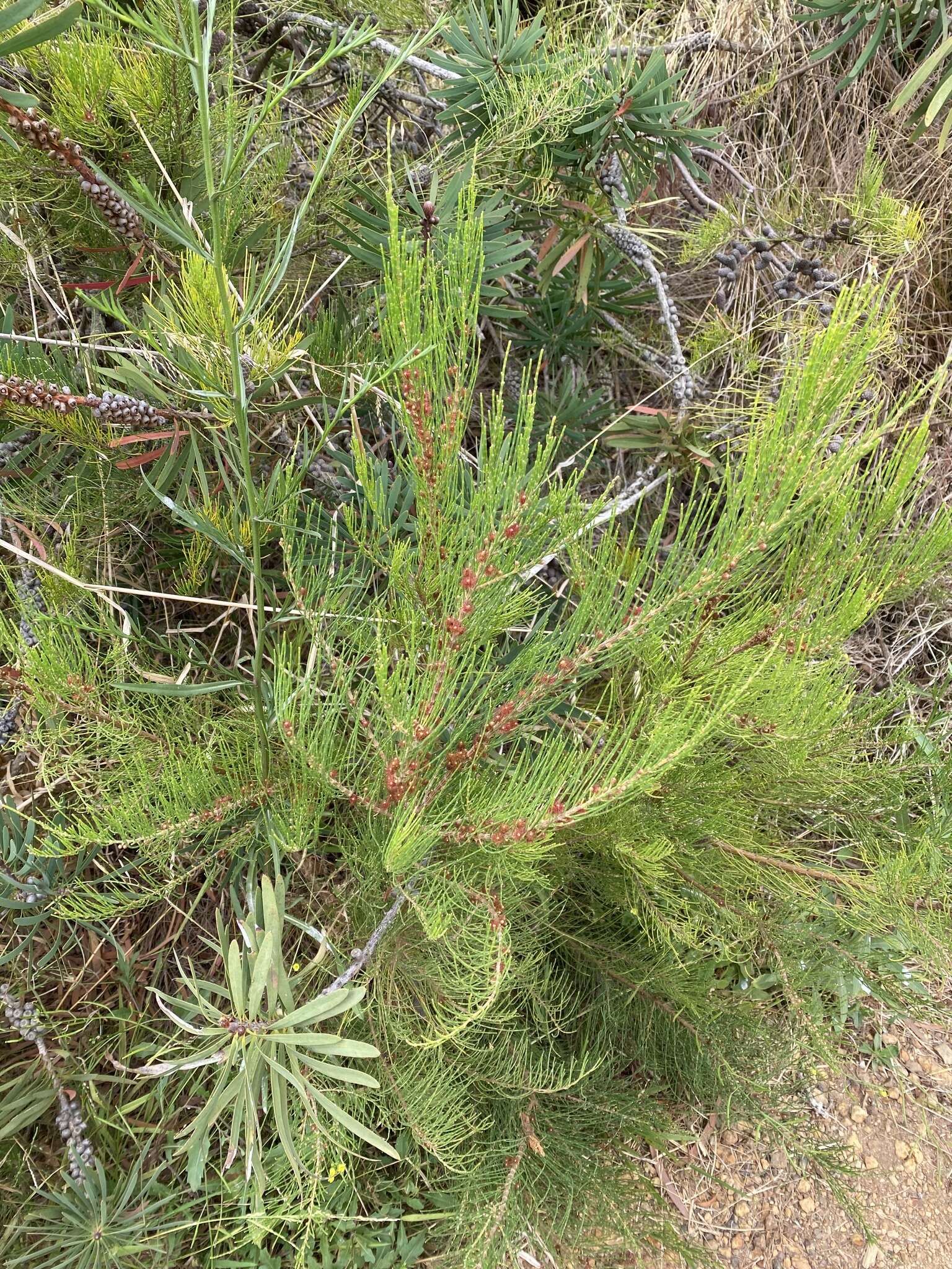 Image of Allocasuarina humilis (Otto & A. Dietr.) L. A. S. Johnson