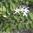 Chamaeclitandra henriquesiana (Hall. fil.) Pichon的圖片