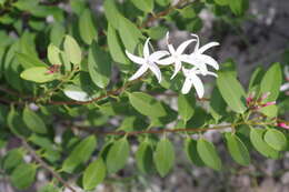 Chamaeclitandra henriquesiana (Hall. fil.) Pichon的圖片