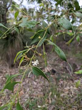 Image of Acacia urophylla Benth.