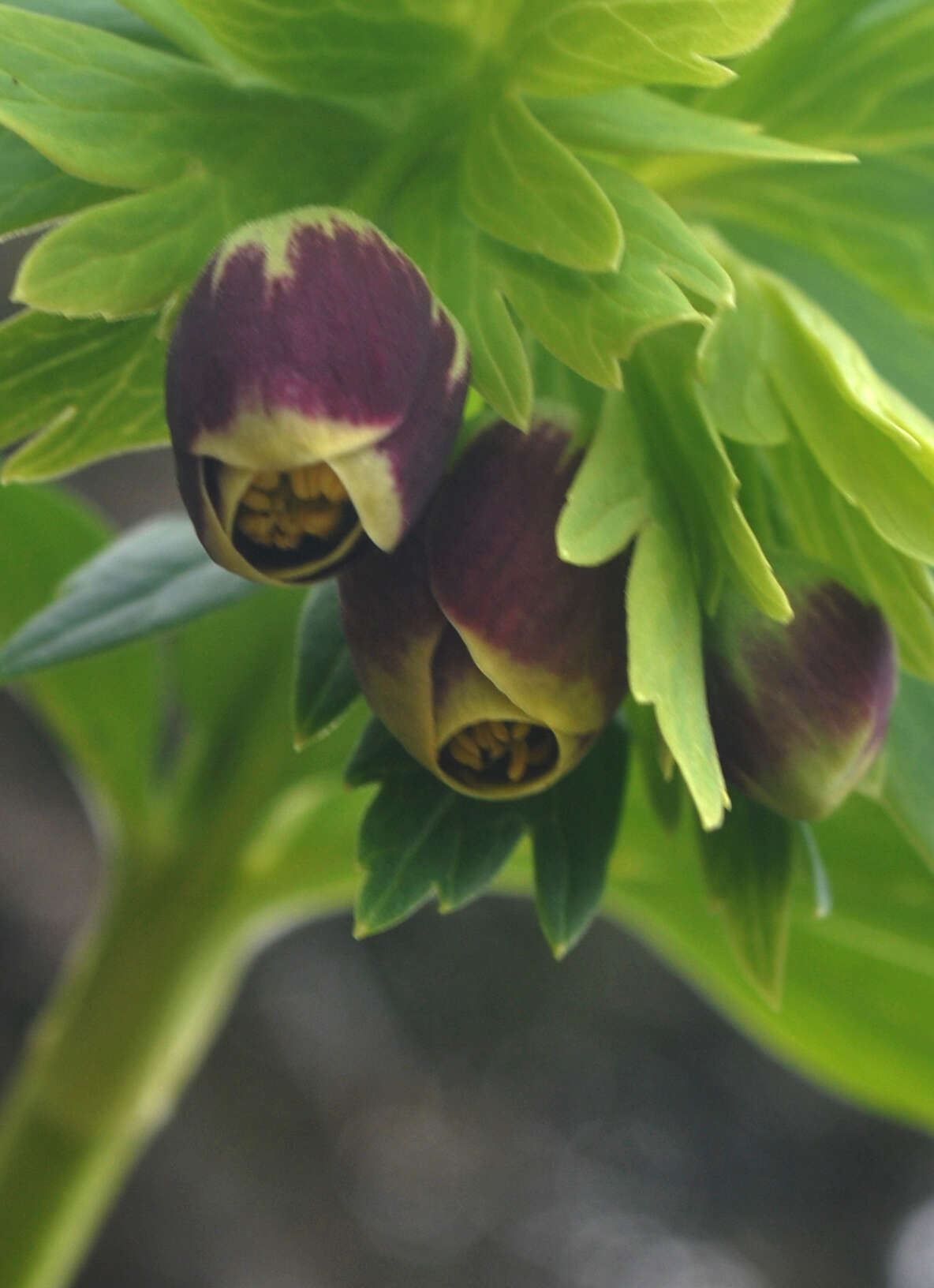 Image of Helleborus vesicarius Aucher