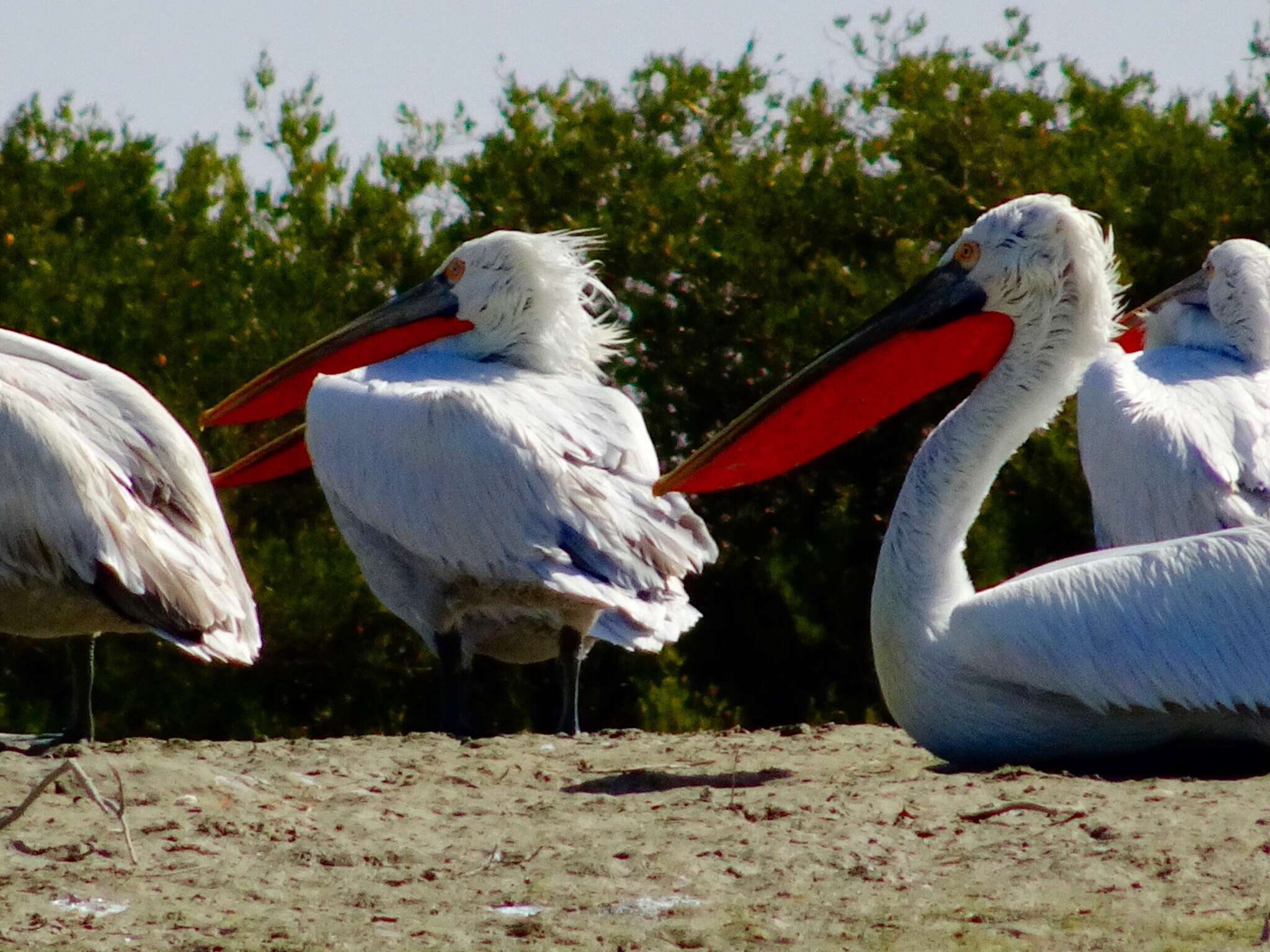 Image of Dalmatian Pelican