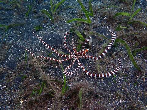 Image of Wunderpus Hochberg, Norman & Finn 2006