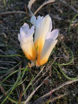 Image of Romulea clusiana (Lange) Nyman