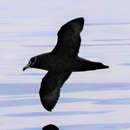 Image of Spectacled Petrel