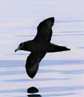 Image of Spectacled Petrel