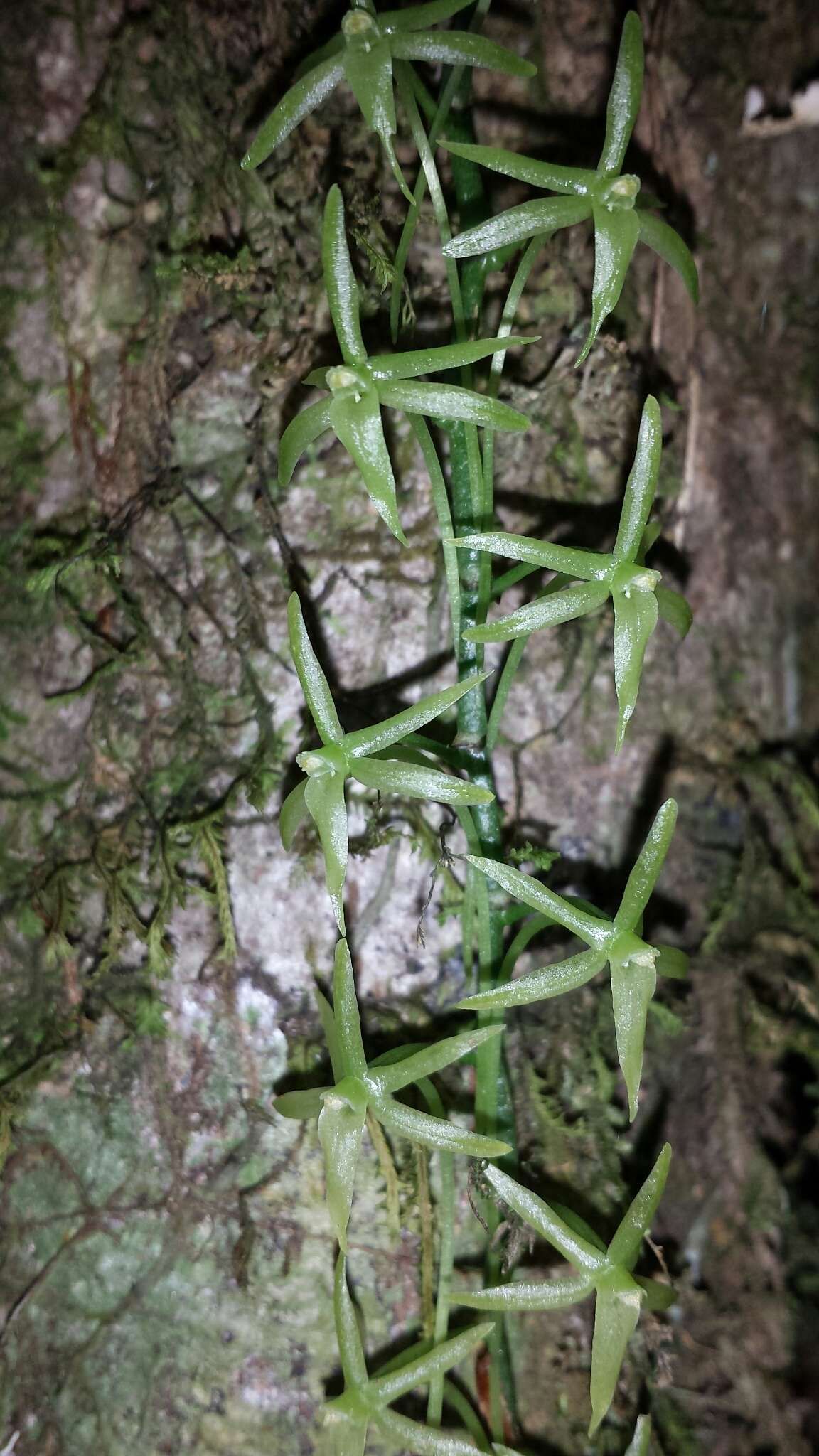 Image of Aerangis pallidiflora H. Perrier