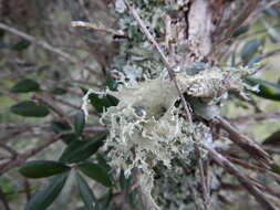 صورة Ramalina lacera (With.) J. R. Laundon