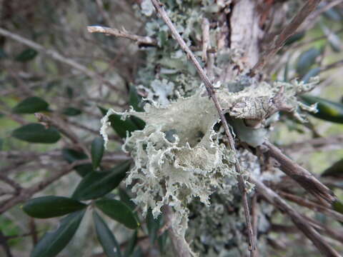 Image of cartilage lichen