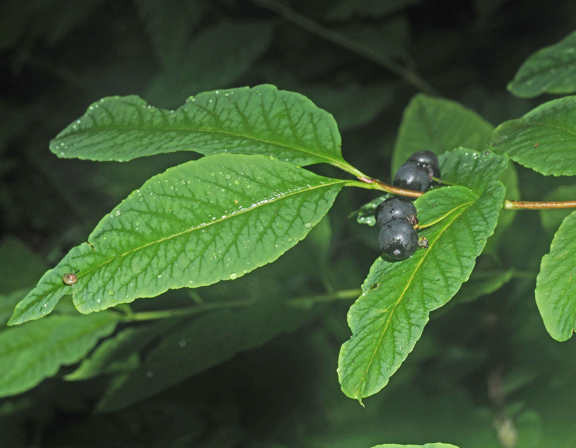 Lonicera nigra L. resmi