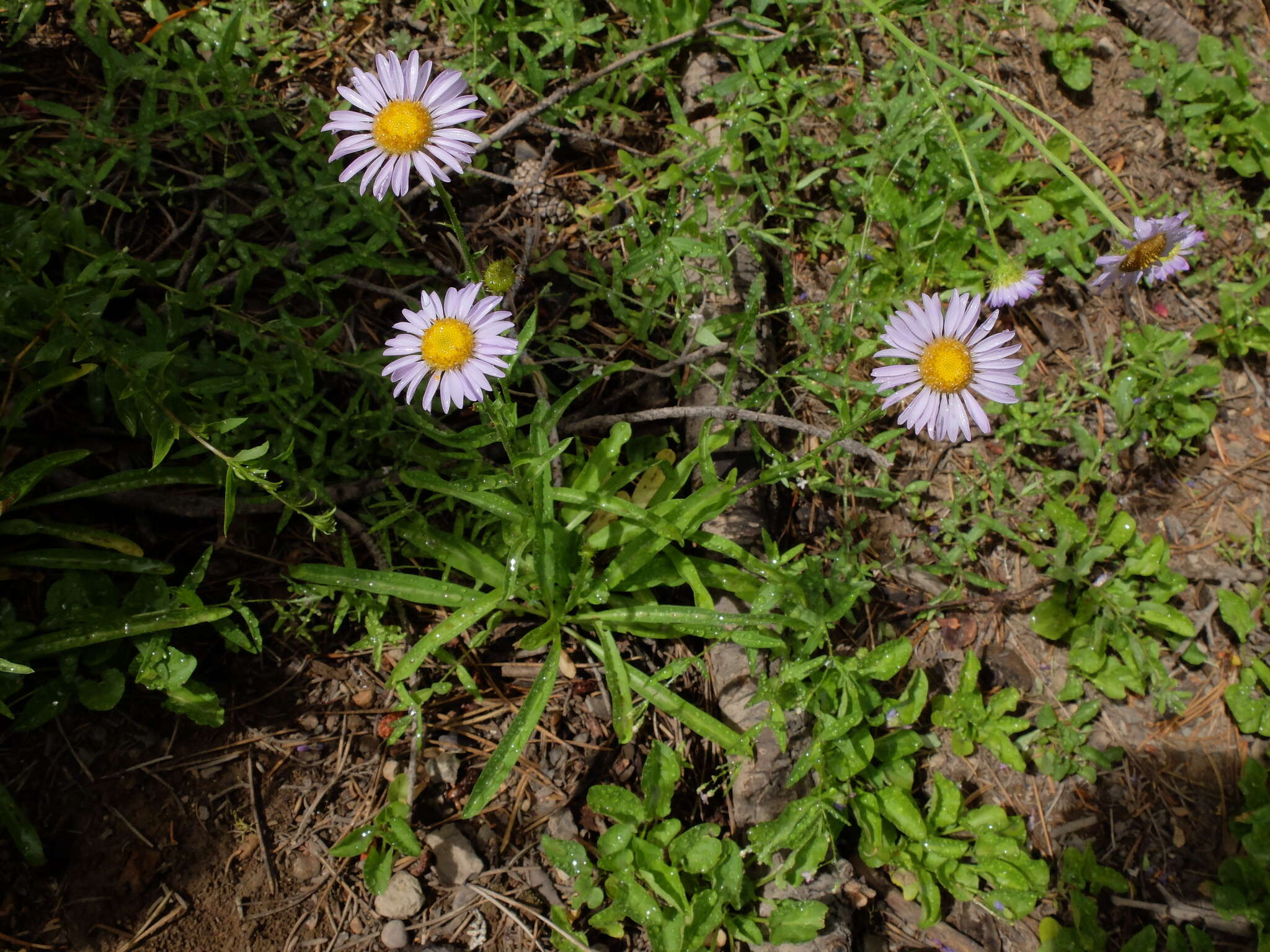 Image of Glacier Fleabane