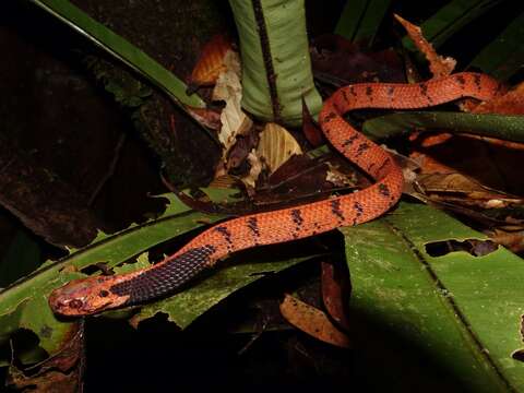 Image of Asthenodipsas borneensis