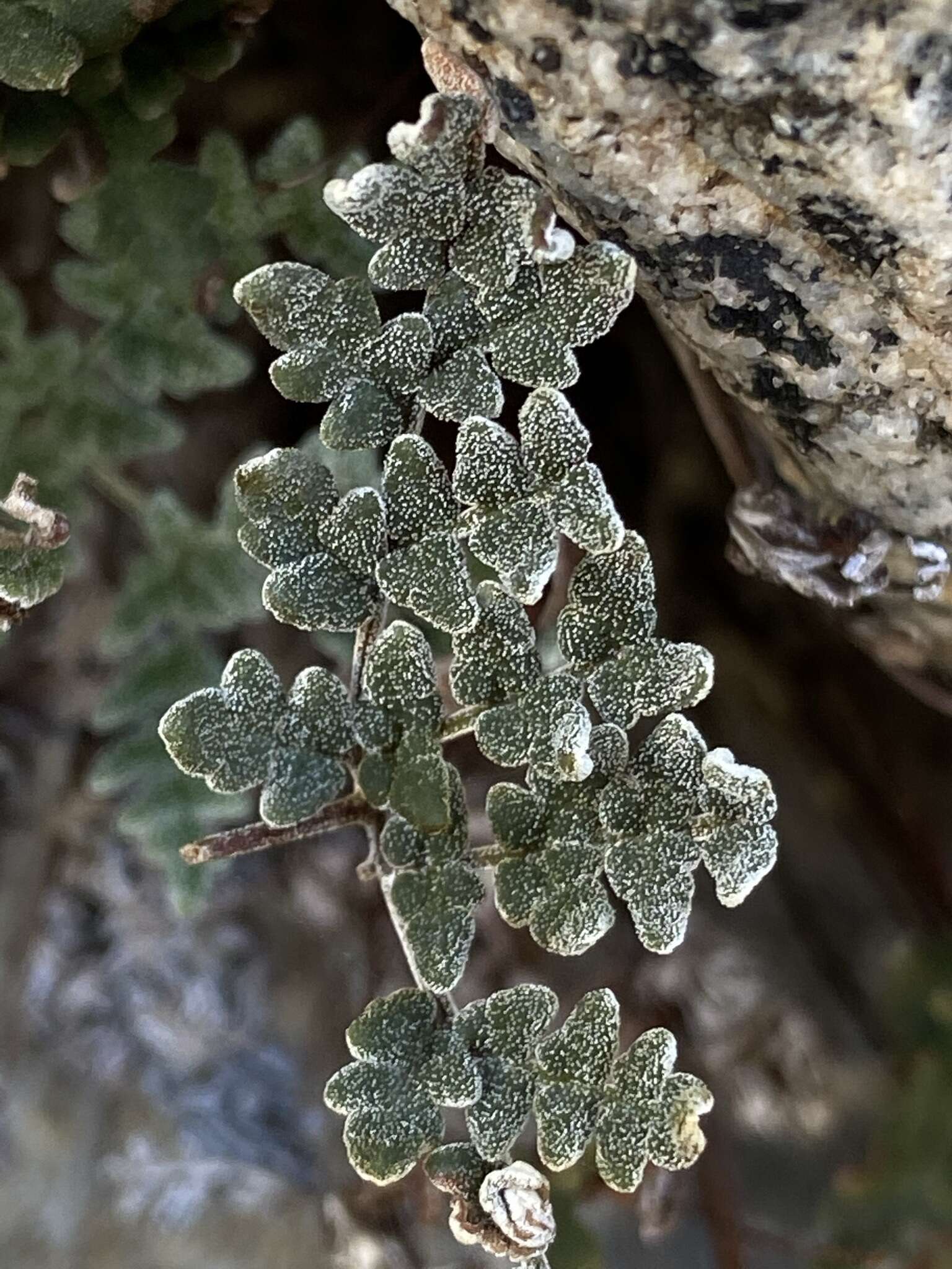 Image of California cloak fern