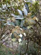 Image of Hydrangea longifolia Hayata