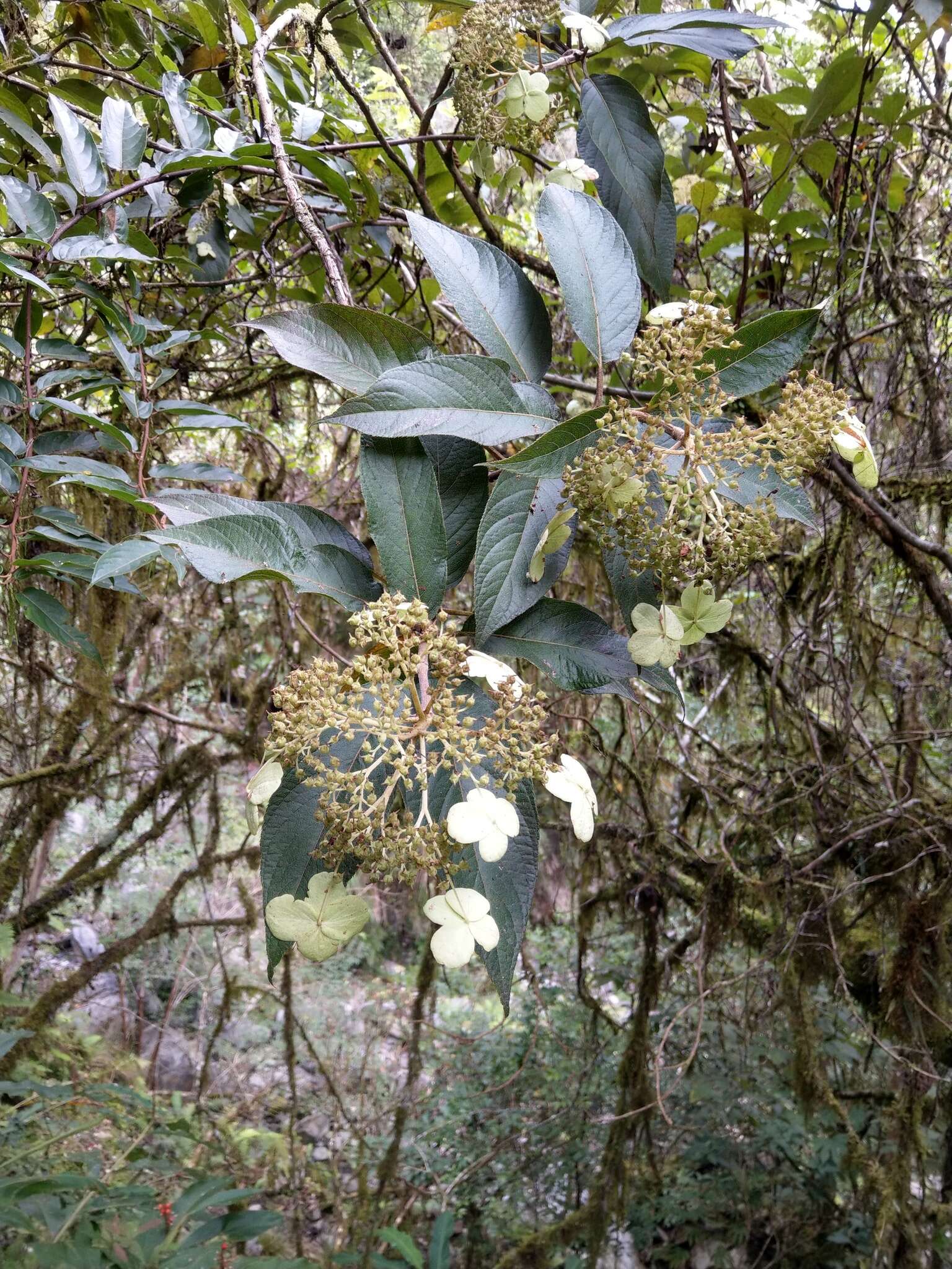 Image of Hydrangea longifolia Hayata