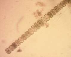 صورة Desmidium grevillei