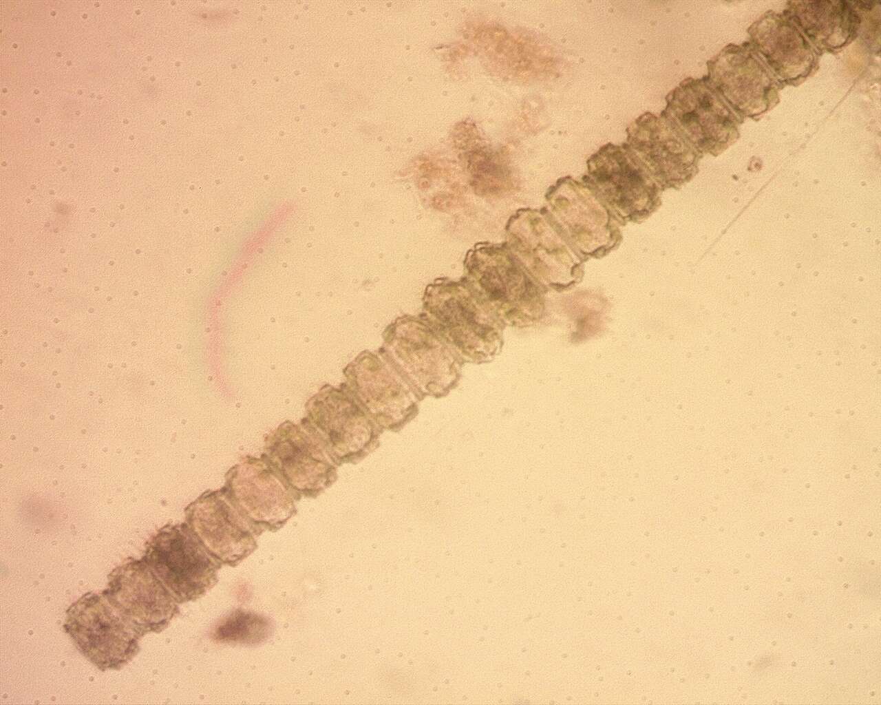 Image of Desmidium grevillei