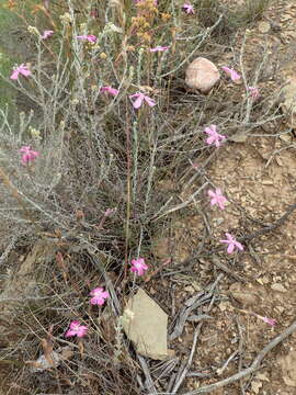 Image of Dianthus basuticus Burtt Davy