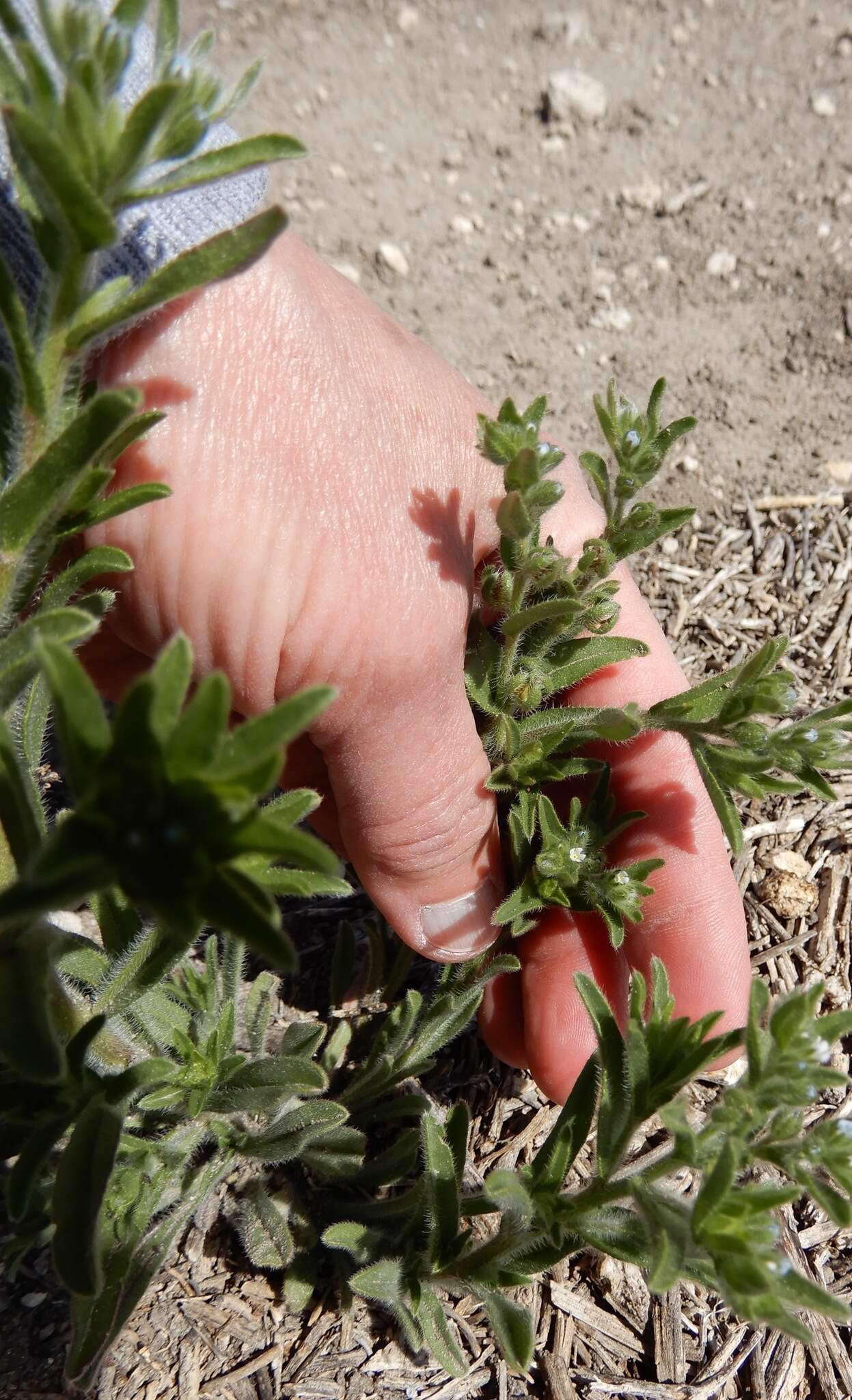 Image of flatspine stickseed