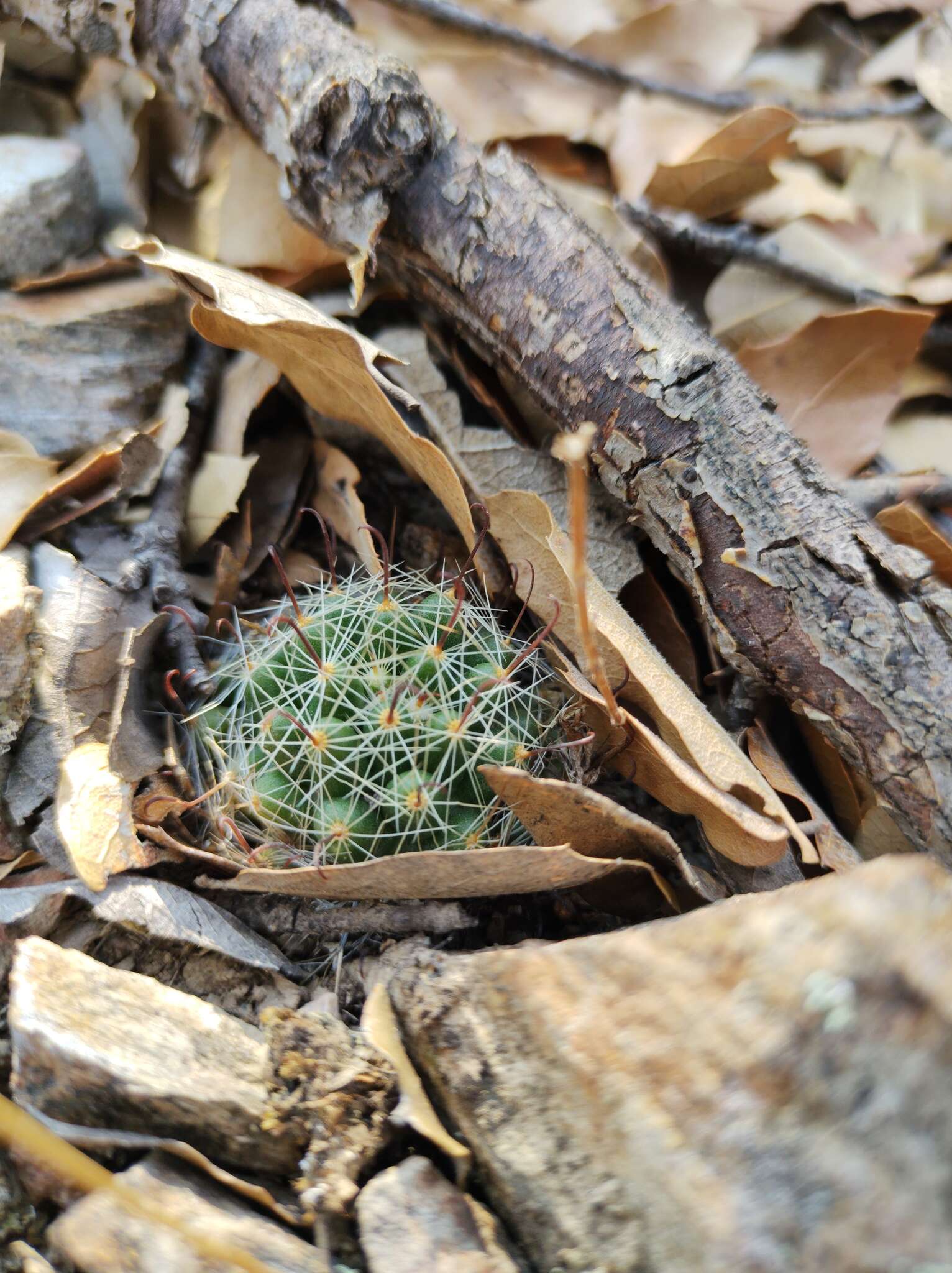 Mammillaria rettigiana Boed.的圖片