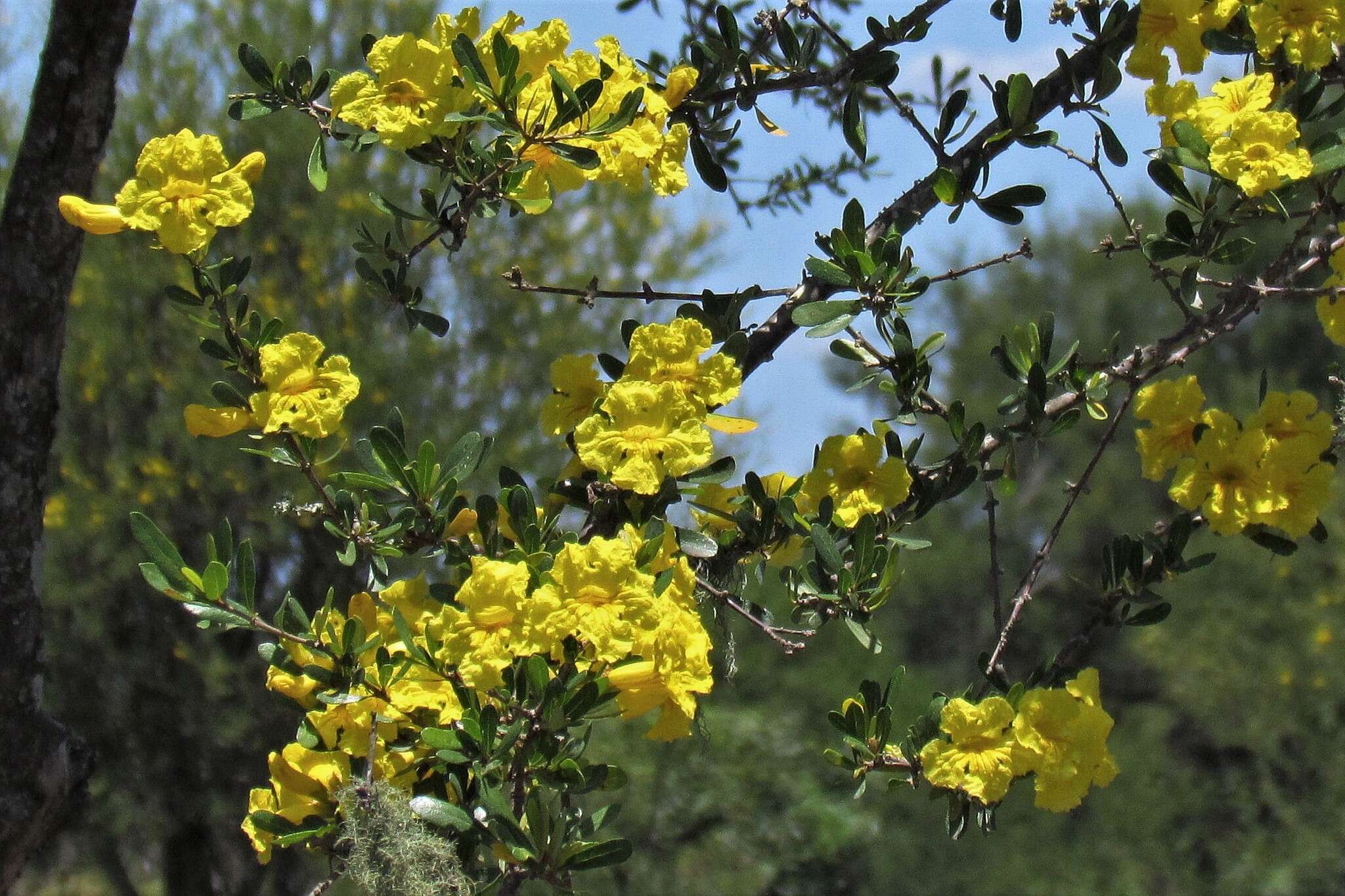 Image de Tabebuia nodosa (Griseb.) Griseb.