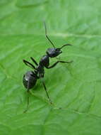 Image of SIlky Ant