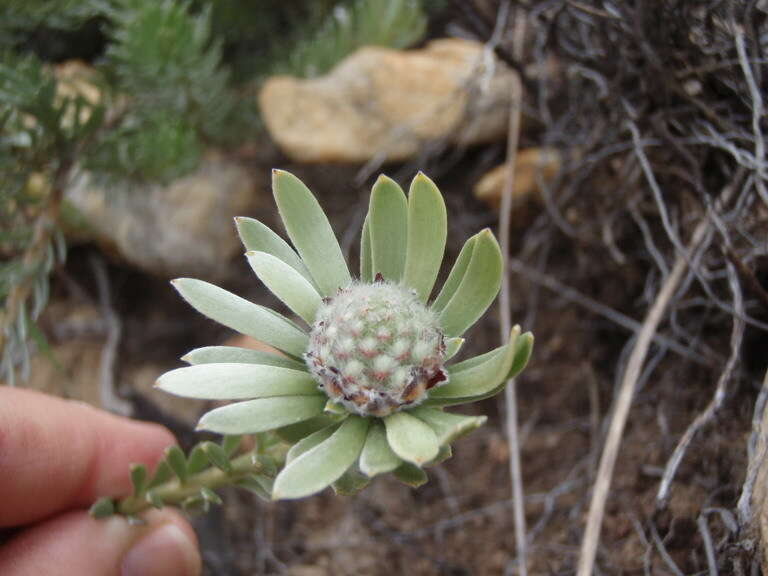 Image of Leucadendron singulare I. Williams