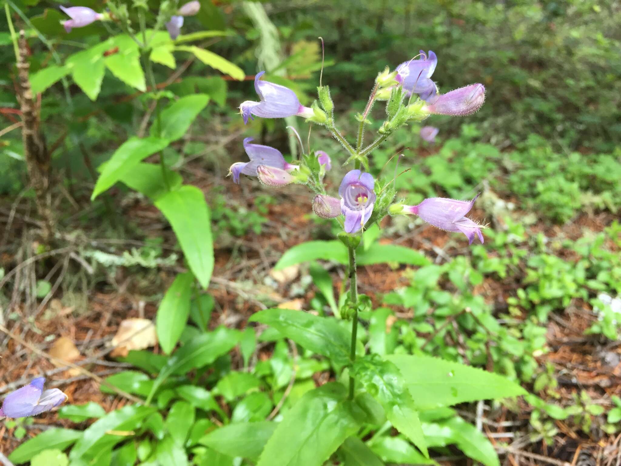 Image of Rattan's beardtongue