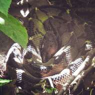 Image of Central American bushmaster