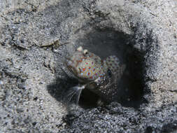 Image of Harlequin prawn-goby