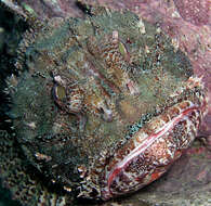 Image of Eastern Red scorpionfish